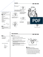 Heart Dissection Worksheet