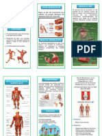 Triptico-Sistema Muscular