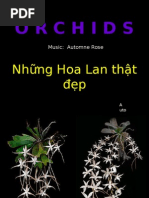 Orchids