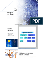 Células Que Componen El Sistema Nervioso 2022