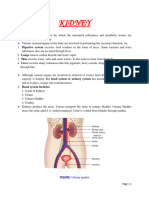 MRGR Excretory System Ysh17