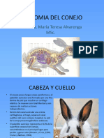 Cunicultura 6 - Anatomia Del Conejo