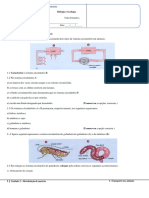 Fichaformativanc 2 Ba 5 Transportenosanimais 1