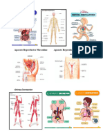 Aparatos y Sistemas Del Cuerpo Humano 2024