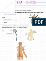 Generalidades Sistema Nervioso (c4)
