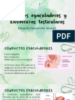 Conductos Eyaculadores, Envolturas Testiculares