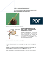 PDF Taller Identificacion y Clasificacion de Semillas - Compress