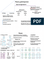 1 - Meiosis y Gametogénesis