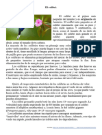 Articulo Informativo Colibri