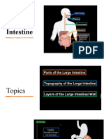 Lecture 6-The GIT-Large Intestine