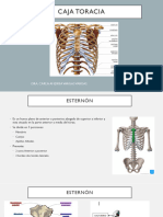 Caja Toracia
