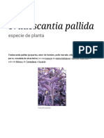 Tradescantia Pallida - Wikipedia, La Enciclopedia Libre