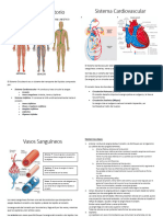 Sistema Circulatorio PDF