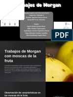 Trabajos de Morgan Con Moscas de La Fruta