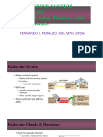 Endocrine System Anatomy Hypothalamus, Pituitary, and Pineal Glands