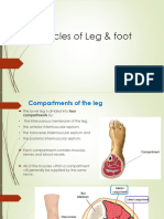 Lecture 9, Muscles of The Leg