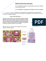 4 La Double Fonction Des Testicules Étape Maison