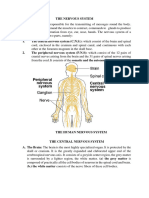 The Nervous System 2