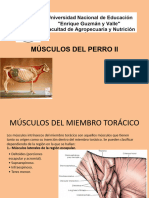 Musculos Del Perro