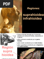 Regiones 20suprahioidea 20e 20infrahioidea