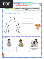 Miercoles B - Ficha - El Sistema Respiratorio