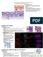 Cartilage