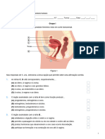 Ficha Sistema Reprodutor