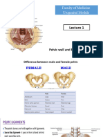 L01 Pelvic Wall & Perineum