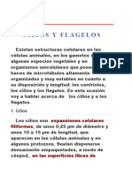 Cilios y Flagelos