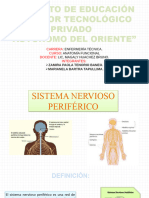 Sistema Nervioso Periferico Anatomia