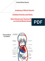 05 Geyer Cortical Blood Vessels