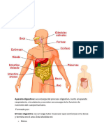 Aparato Digestivo