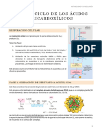 TEMA 6 Ciclo de Los Acidos Tricarboxilicos