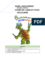 05 - Structure de lADN Et Cycle Cellulaire V2