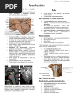 5 - Tronco Encefálico