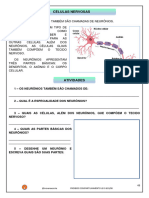 Atividade Adaptada Sistema Nervoso