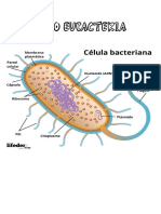 Dominio Eubacteria