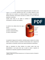 HTTPSWWW - uv.Mxpersonalcblazquezfiles201201Sistema Arterial - PDF 4