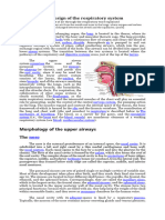 The Design of The Respiratory System