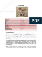 Colibri Comun Ficha Fyf 11 Sabt