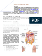 #3 Integumentary System Lecture Notes