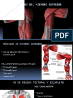 Tema 16 MUSCULOS DEL MIEMBRO SUP MOORE