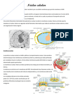 Nucleo Celular