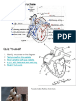 Heart Structure