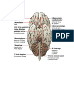 Trabajo Completo de Los Pares Craneales