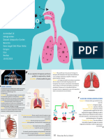 Sistema Respiratorio