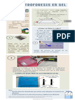 Electroforesis en Gel E.G.B