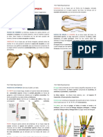 Huesos Del Miembro Superior