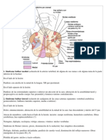 Arteria Vertebral - SDR - Bulbar