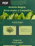 Erva Mate, Coqueiro e Acacia Negra